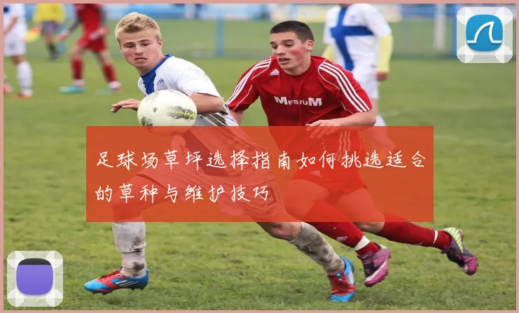 足球场草坪选择指南如何挑选适合的草种与维护技巧